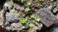 Fissidens pauperculus