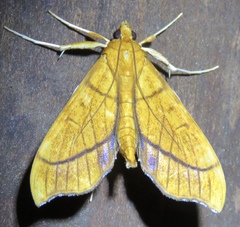 Anarmodia