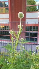 Echinops sphaerocephalus