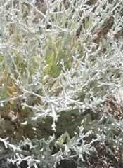 Pseudognaphalium microcephalum