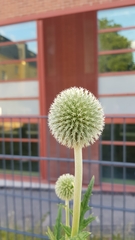 Echinops sphaerocephalus