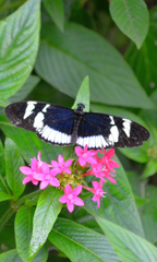 Heliconius cydno