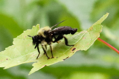Laphria huron