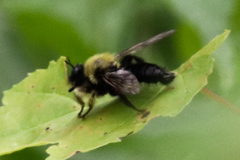 Laphria huron