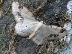 Idaea trigeminata