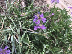 Penstemon procerus tolmiei