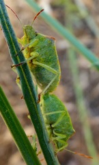 Thyanta pallidovirens