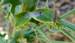 Thyanta pallidovirens