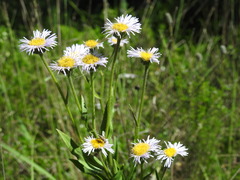 Erigeron glabellus