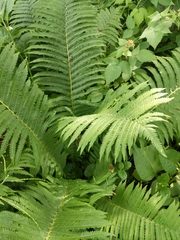 Matteuccia struthiopteris