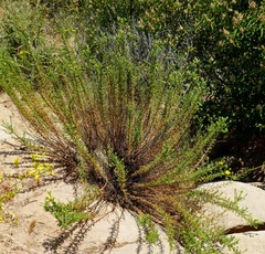 Deinandra minthornii