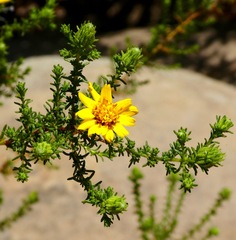 Deinandra minthornii