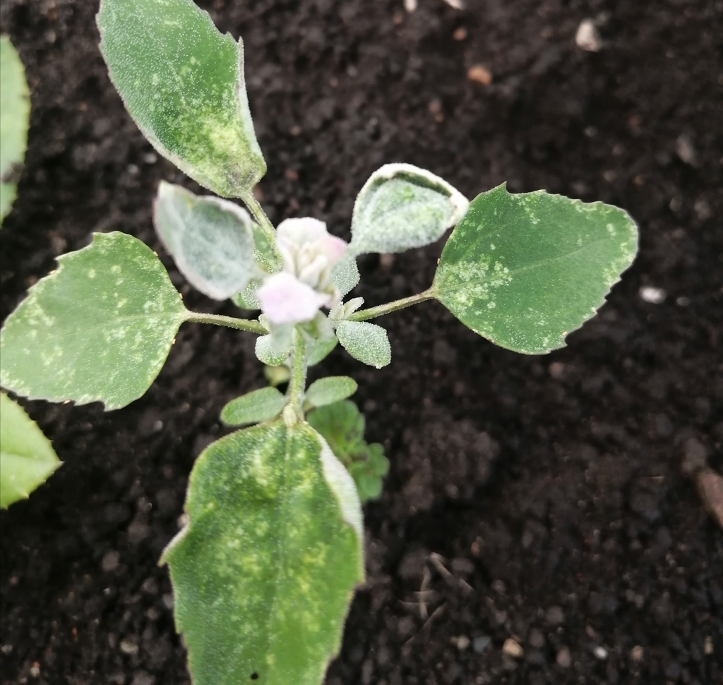 Common Lambsquarters from Месягутово on July 06, 2020 at 05:42 PM by ...