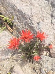 Castilleja rupicola