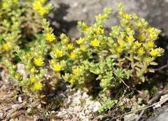 Sedum annuum