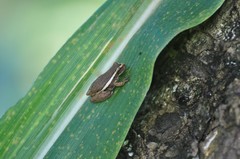 Dendropsophus oliveirai