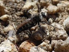 Cyrtopogon