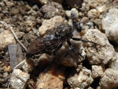 Cyrtopogon