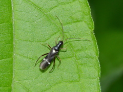 Pseudoxenetus regalis