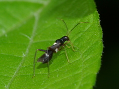 Pseudoxenetus regalis