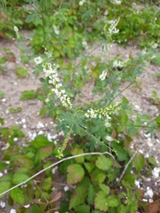 Melilotus albus