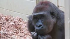 Gorilla gorilla