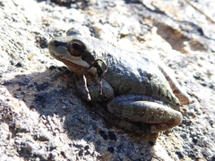 Pseudacris sierra