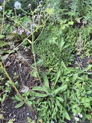 Pilosella aurantiaca