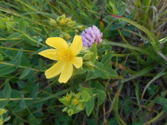 Hypericum richeri