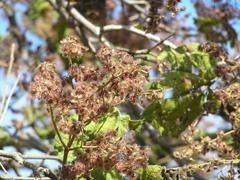 Heliocarpus pallidus