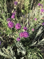 Centaurea scabiosa apiculata