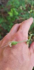 Silene lemmonii