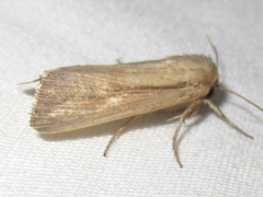 Leucania phragmitidicola