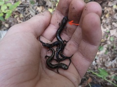 Plethodon hubrichti