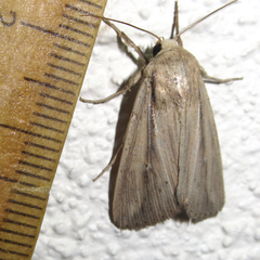 Leucania phragmitidicola