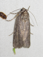 Oncocnemidinae