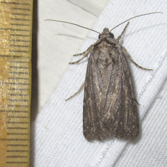 Oncocnemidinae
