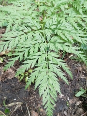 Anthriscus sylvestris
