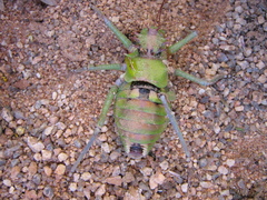 Hemihetrodes bachmanni