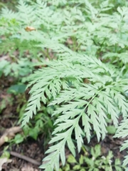 Anthriscus sylvestris