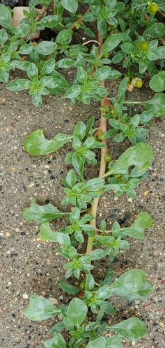 Mat amaranth (Amaranthus blitoides)