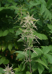 Urtica galeopsifolia