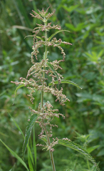 Urtica galeopsifolia