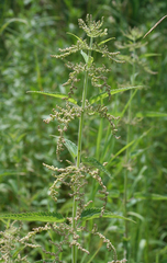 Urtica galeopsifolia