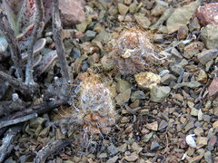 Anacampseros albidiflora