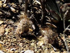 Anacampseros albidiflora