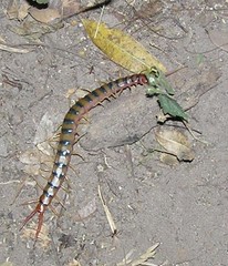 Scolopendra polymorpha