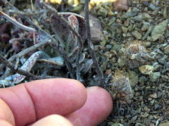 Anacampseros albidiflora