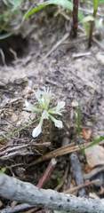 Trifolium breweri