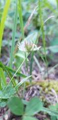 Trifolium breweri